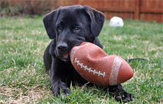Doggy football